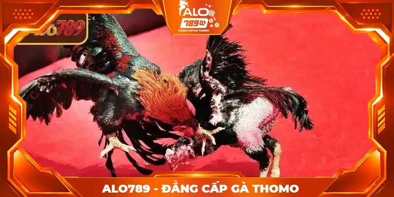 Những lưu ý khi xem đá gà trực tiếp miễn phí ALO789
