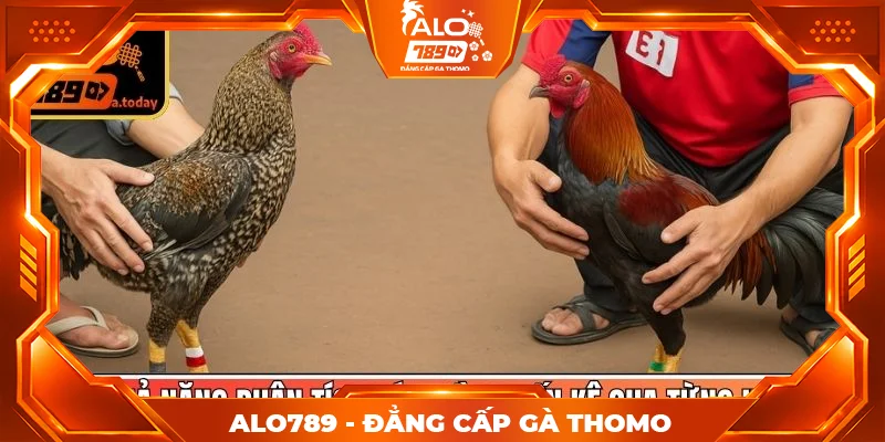 Khả năng phân tích sức bền chiến kê qua từng hồ Khả năng phân tích sức bền chiến kê qua từng hồ